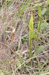 Le Conte's thistle